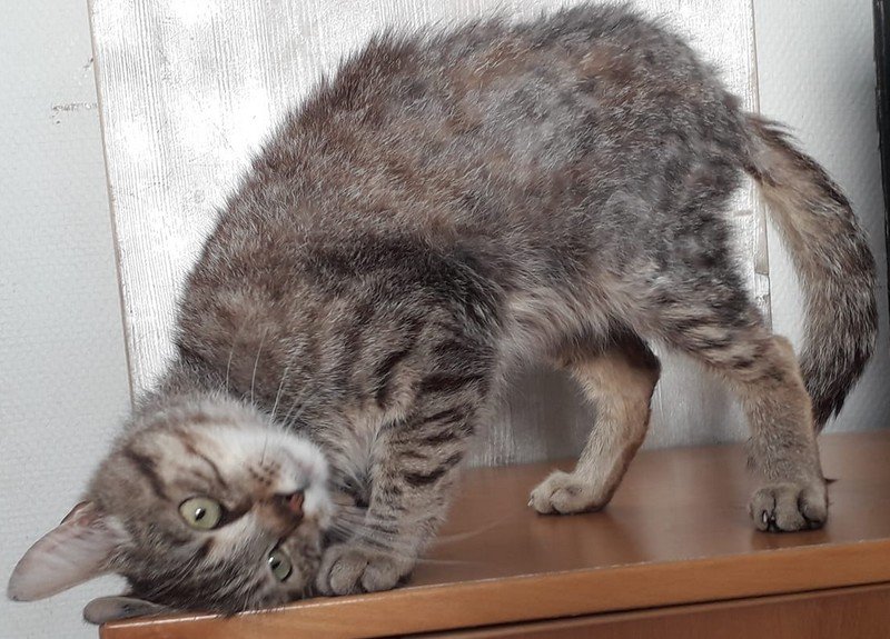 TRESOR CANIN - photo 3