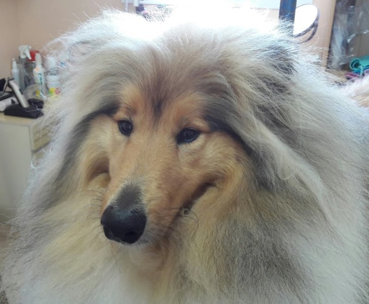 A Cat and Dog Toilettage - photo 1