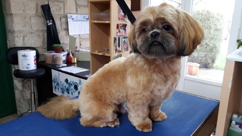 A Cat and Dog Toilettage - photo 2