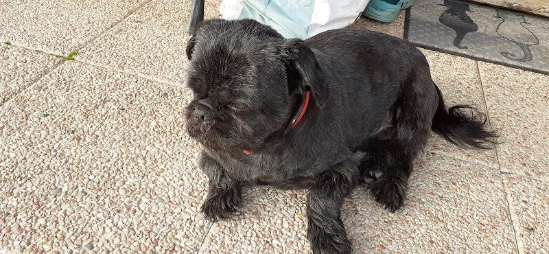 A Cat and Dog Toilettage - photo 3