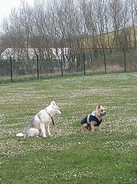 Club canin de Neufchâteau