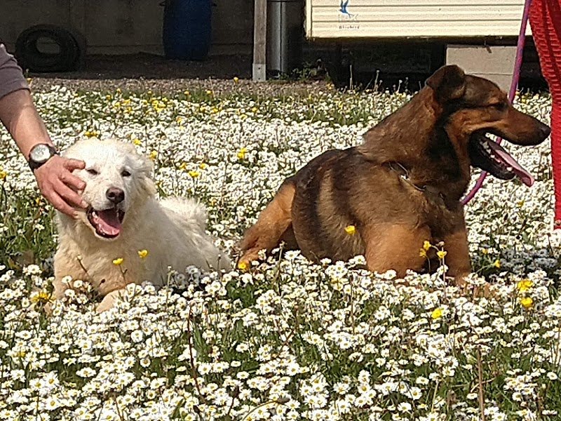 Club canin de Neufchâteau - photo 2