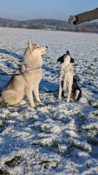 Club canin de Neufchâteau - photo 3