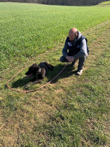 Domaine Du Lor Molosse complex canin - photo 1