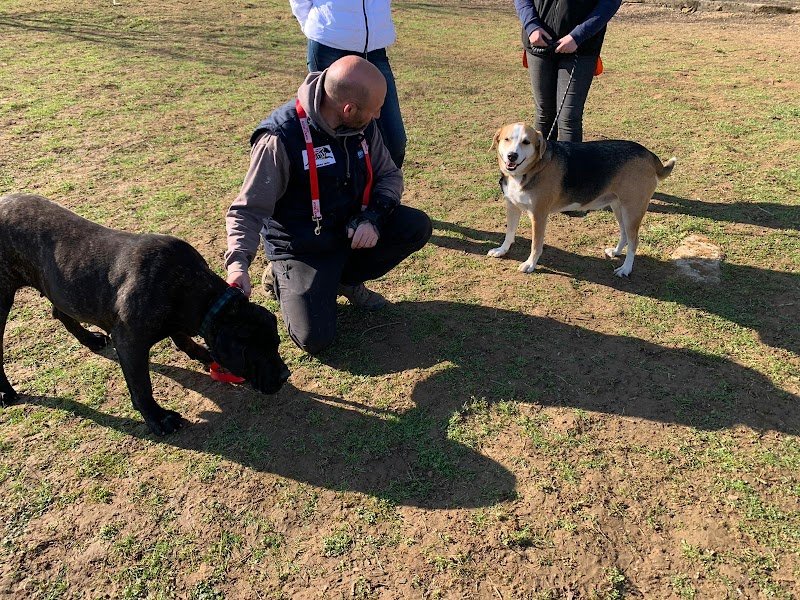 Domaine Du Lor Molosse complex canin - photo 2