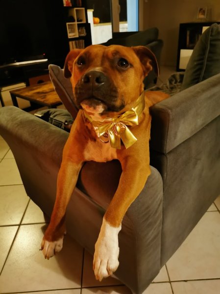 Domaine Du Lor Molosse complex canin - photo 3