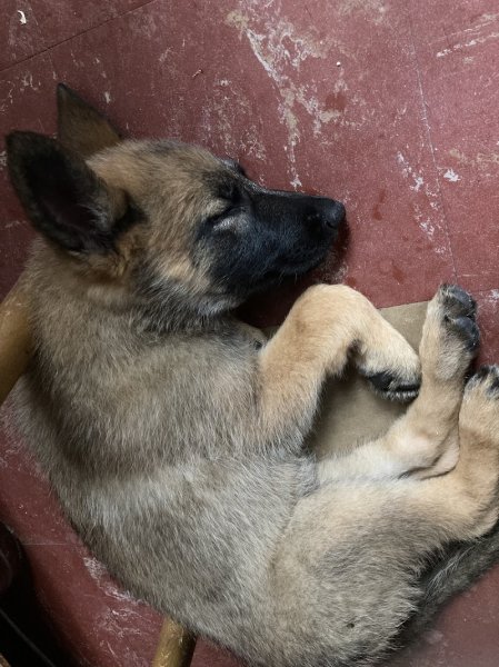 centre Canin du Longeau - photo 3