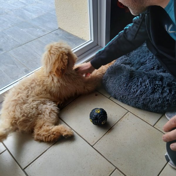 Pension Canine La Praslaysienne - photo 2