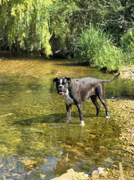 Pension Canine La Praslaysienne - photo 3