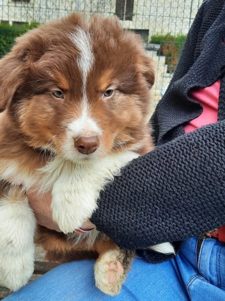 Domaine Des Collines Vertes Elevage canins berger australien Grand Est Champagne Ardenne Haute Marne