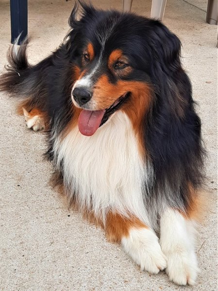 Domaine Des Collines Vertes Elevage canins berger australien Grand Est Champagne Ardenne Haute Marne - photo 2