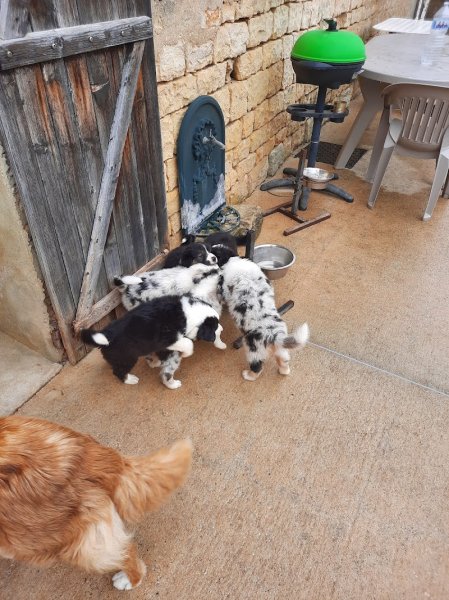 Domaine Des Collines Vertes Elevage canins berger australien Grand Est Champagne Ardenne Haute Marne - photo 3