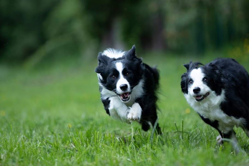 JM-EduCanin - photo 2