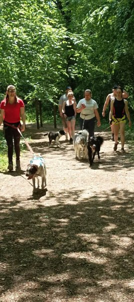 Nordic'Éducation, Éducateur Canin - photo 2