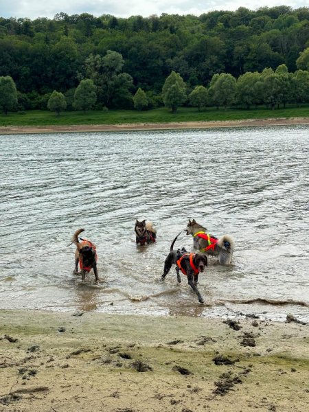 Nordic'Éducation, Éducateur Canin - photo 3