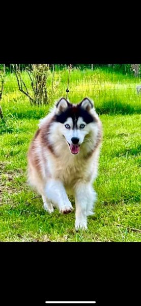 Domaine du petit château - Élevage de chiens