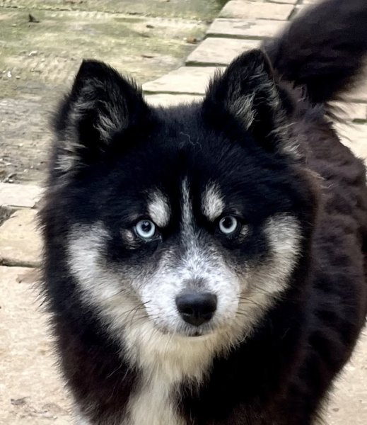 Domaine du petit château - Élevage de chiens - photo 2