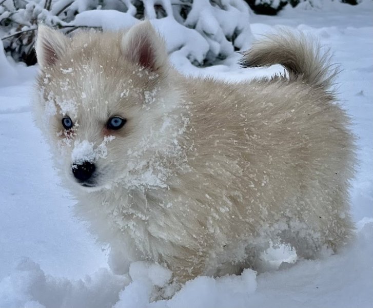 Domaine du petit château - Élevage de chiens - photo 3