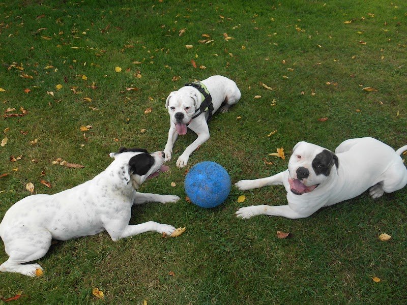 pension canine chez Nathalie garde de chien