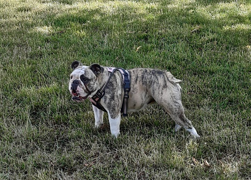 pension canine chez Nathalie garde de chien - photo 2