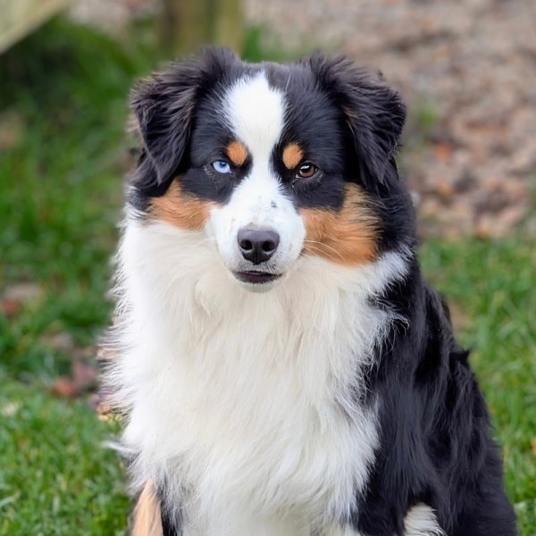 DOMAINE ANDILLY Élevage Canin Sparkling River - photo 1