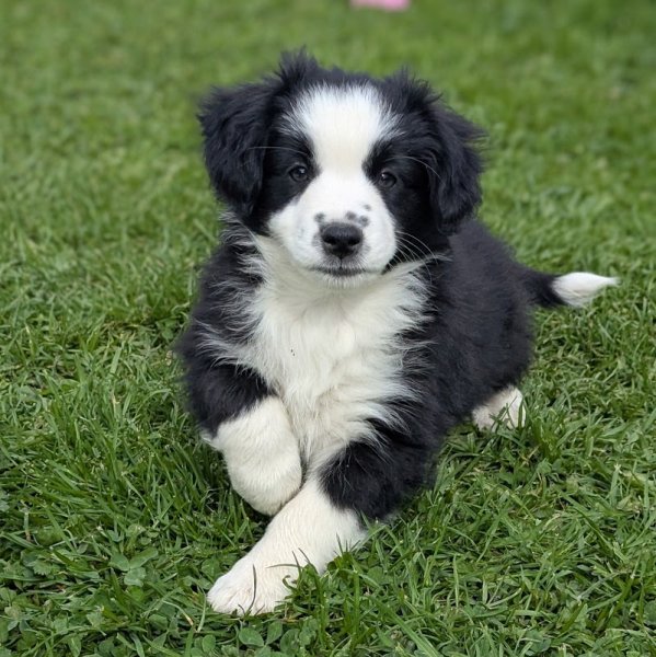 DOMAINE ANDILLY Élevage Canin Sparkling River - photo 2