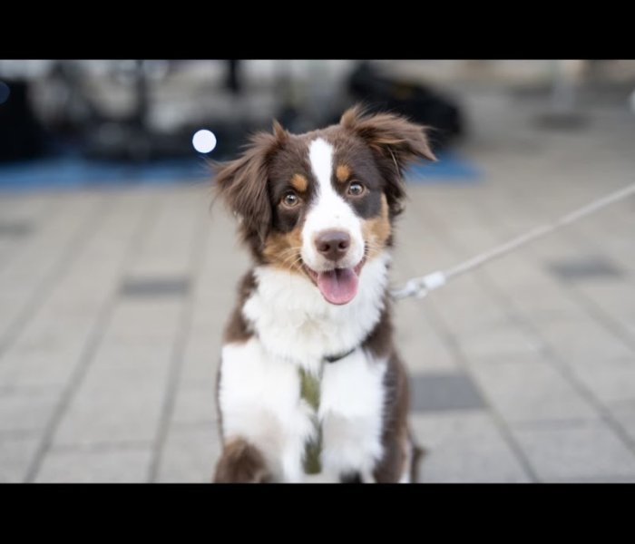 DOMAINE ANDILLY Élevage Canin Sparkling River - photo 3