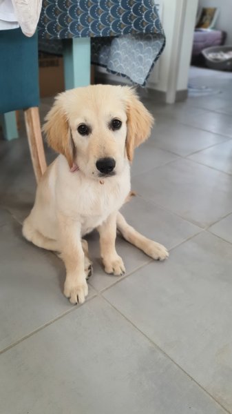 SOS Comportementaliste - Comportementaliste Canin & Félin - photo 2