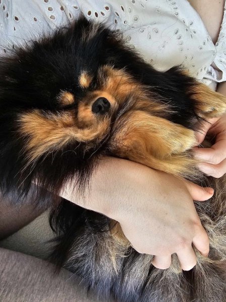 SOS Comportementaliste - Comportementaliste Canin & Félin - photo 3