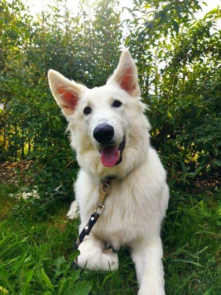 Tranquillité Canine