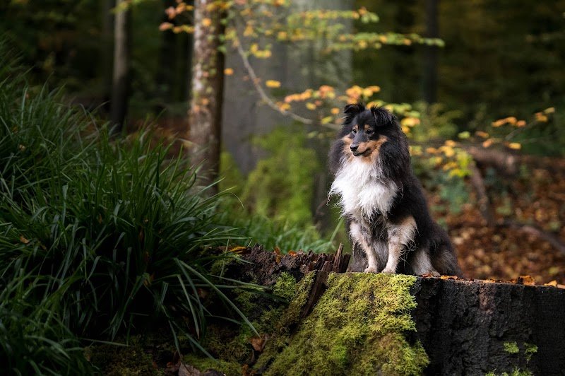 Comportementaliste canin - Coach en éducation & sports canins | Canidées - Education et comportement - Belgique