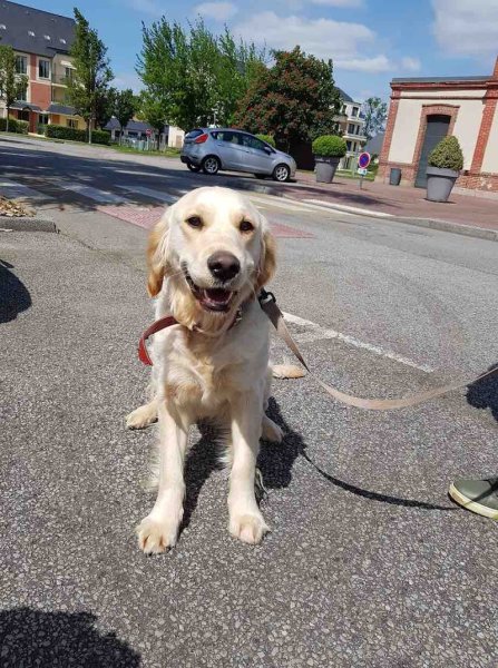 Educateur canin RespectDogs Le Neubourg - photo 3