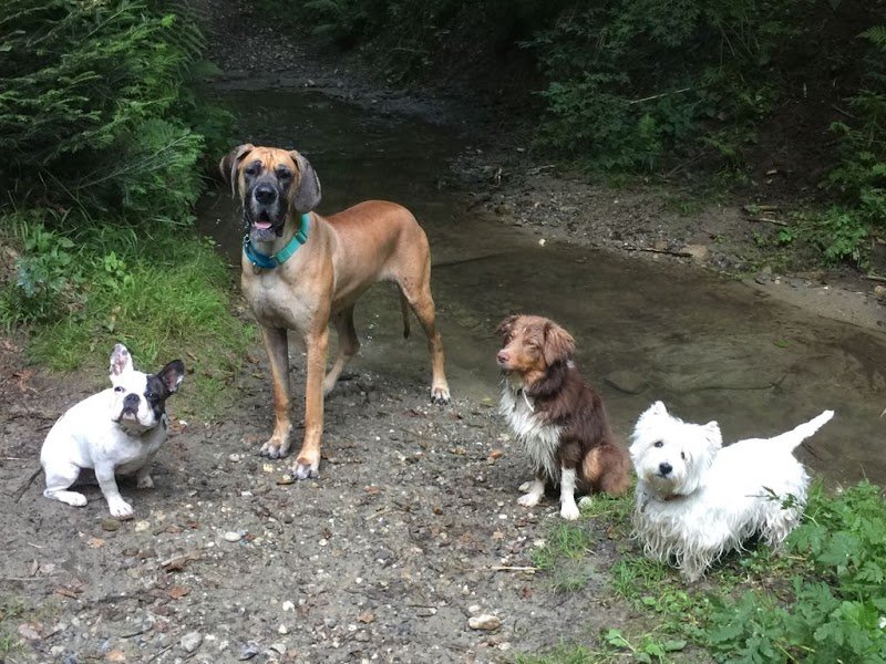 DogsTale - Conseillère ANiFiT - photo 1