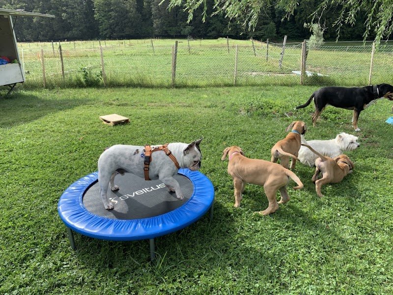 DogsTale - Conseillère ANiFiT - photo 2