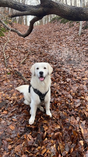 CANI- EMOTION: Educateur canin pour le bien-être de votre chien - Le Havre et ses alentours - photo 1