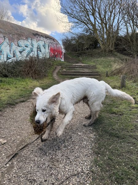 CANI- EMOTION: Educateur canin pour le bien-être de votre chien - Le Havre et ses alentours - photo 3
