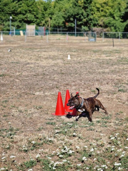 Club canin du grand nancy - photo 3