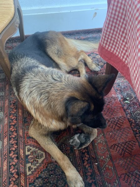 Alpha dog - Comportementaliste Canin