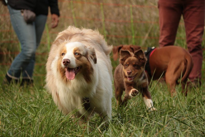 Mellys | Coeur de chien - photo 1