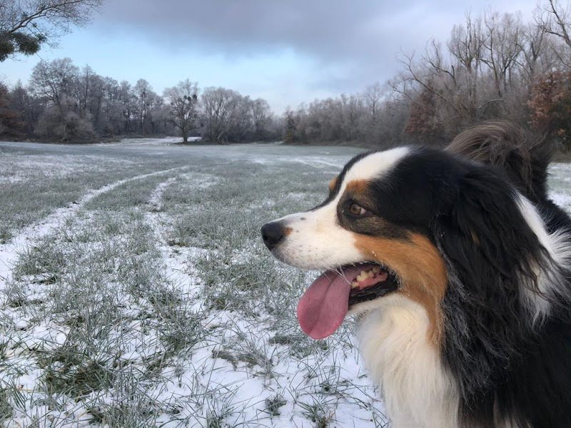 Mellys | Coeur de chien - photo 2