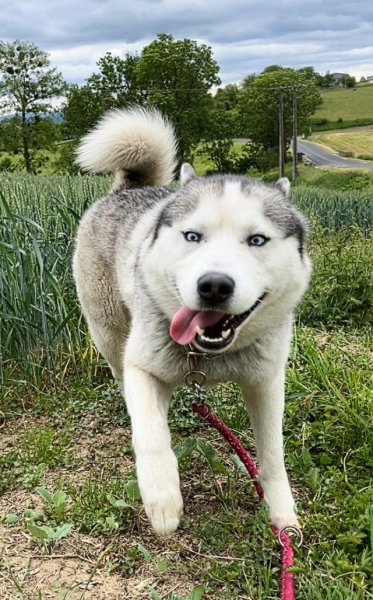 Laurent MINET - Educateur canin - Lunéville et environs - photo 1