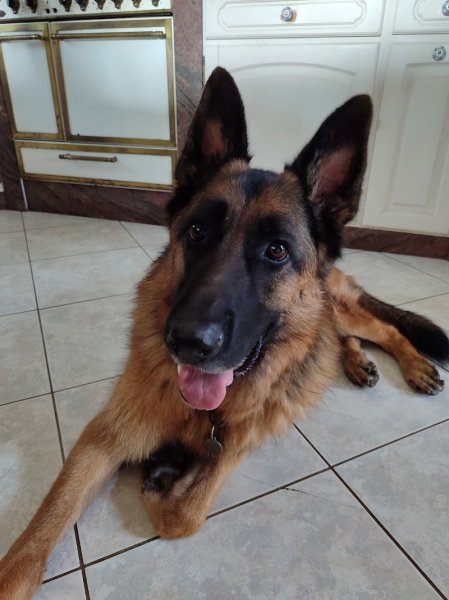 Laurent MINET - Educateur canin - Lunéville et environs - photo 2