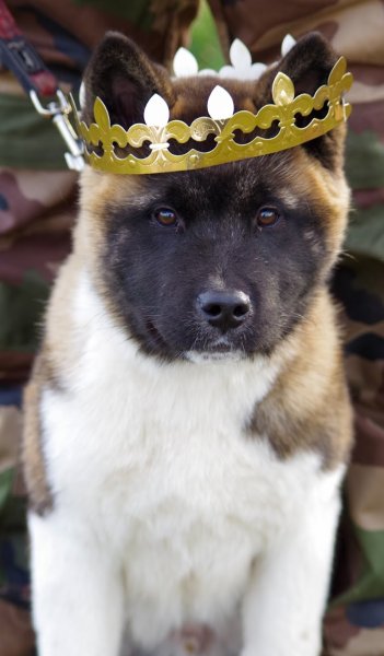 club canin Lunéville - photo 1