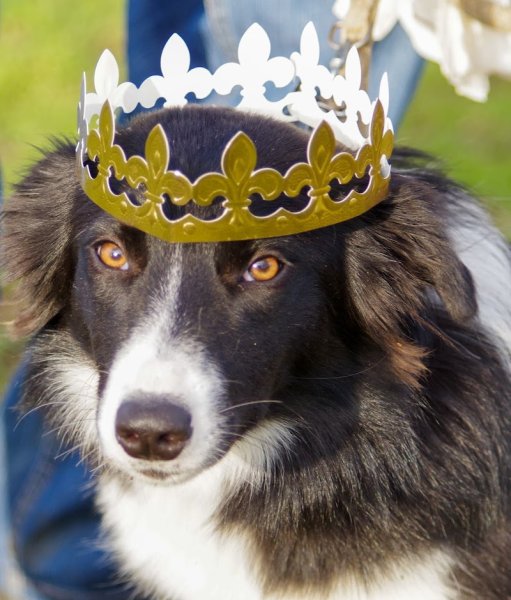 club canin Lunéville - photo 3