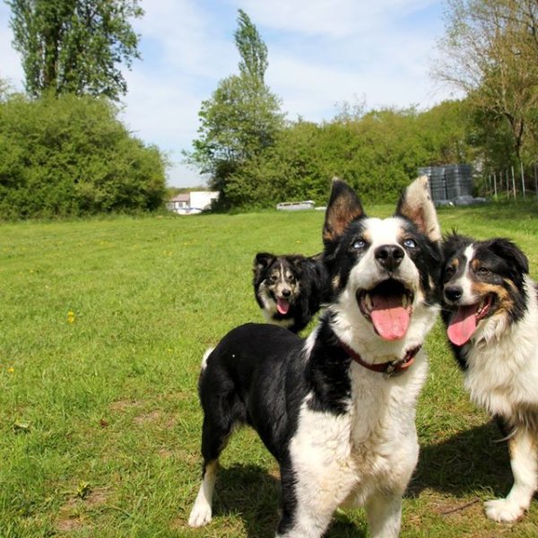 O'MEGAA CAMPUS DU CHIEN. Pension canine. Educateur canin. Comportementaliste - photo 3
