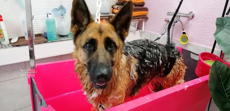 Version Canine - photo 1