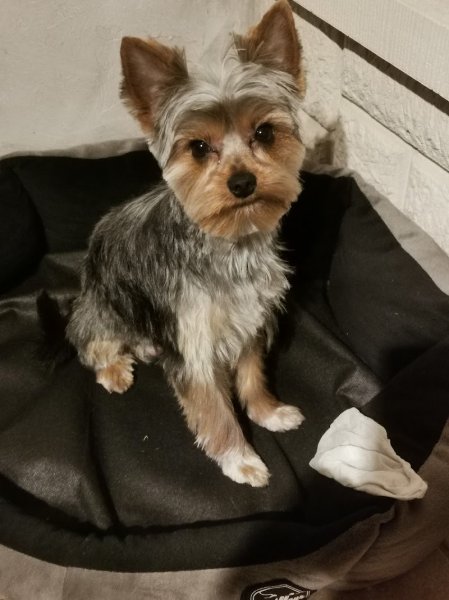 Version Canine - photo 2