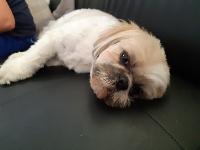 Version Canine - photo 3