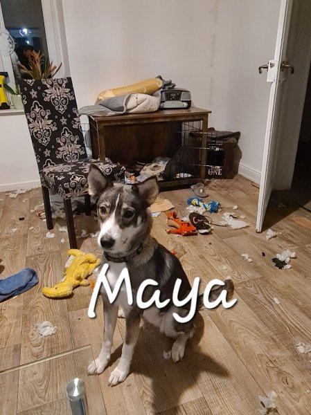 Florian LEFEVRE - Educateur Comportementaliste canin - photo 1