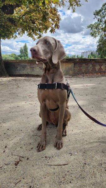 Florian LEFEVRE - Educateur Comportementaliste canin - photo 3